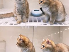 -lincat·猫舍(广州店)