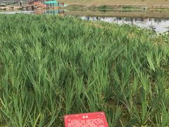 -那考河湿地公园