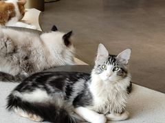 -飞行喵MR PILOT|猫舍·猫咖(静安大融城店)