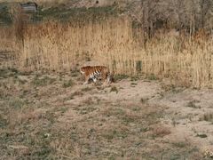 -新疆天山野生动物园