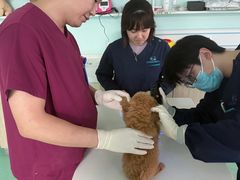 -北京观赏动物医院·24小时大型综合·猫专科·异宠专科