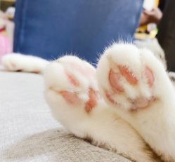 -DR钻戒(杭州星光大道店)