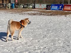 -宠乐会宠物乐园