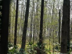 -黄海国家森林公园