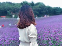 -大塘金香草谷