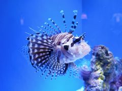-上海海洋水族馆