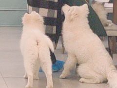 -安格丽娜·狗咖·猫咖羊驼咖(春熙路百盛商场店)
