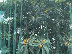 -雨花胜境