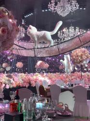 -迈瑞米求婚策划(静安店)