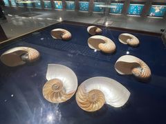 -青岛贝壳博物馆