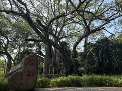 -瑞丽独树成林风景区