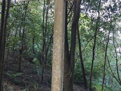 -火炉山森林公园