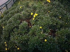 -冶春茶社(星汉大厦店)