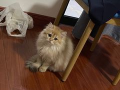 -欣宠猫屋·矮脚拿破仑·蓝金金渐层