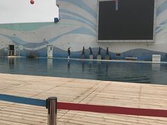 -北戴河圣蓝海洋公园