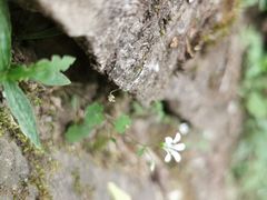 -牛背梁国家森林公园