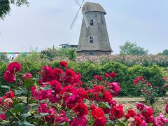 -都江堰玫瑰花溪谷