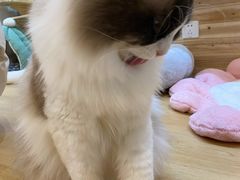 -小小班私人影院·猫咖(万达茂广场店)