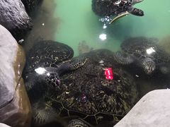 -重庆欢乐海底世界
