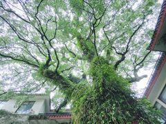 -普陀山雷迪森庄园