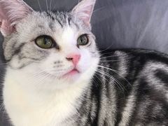 -飞行喵MR PILOT|猫舍·猫咖(静安大融城店)