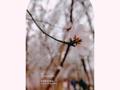 -桃花堤公园