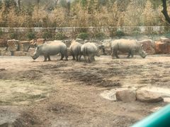 -上海野生动物园老虎餐厅