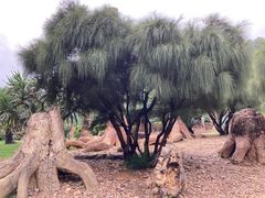 -深圳仙湖植物园