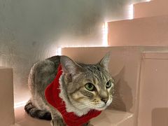 -猫儿山۰猫主题餐厅