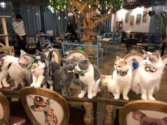 -共舞时光猫咖·狗咖(新街口店)