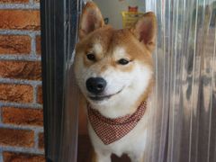 -柴犬高等学院·狗咖·柴犬售卖·宠物训练