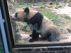 -都江堰中华大熊猫苑