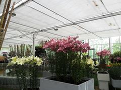 花卉展示厅-上海鲜花港