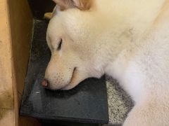 -喜柴咖啡·柴犬狗咖