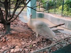 -童趣廊(长隆熊猫酒店)