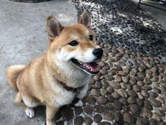 -柴犬高等学院·狗咖·柴犬售卖·宠物训练