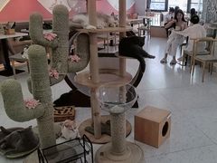 -喵园·猫主题咖啡厅·撸猫·猫咖(国贸店)
