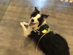 -PETKIT小佩宠物(古北店)