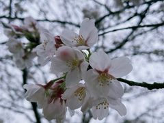 -上海滨江森林公园
