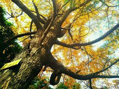 -四川大学(华西校区)