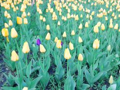 -长春公园(普阳街道)