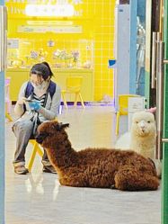 -神奇动物撸宠馆·羊驼·小浣熊·异宠(豫园店)