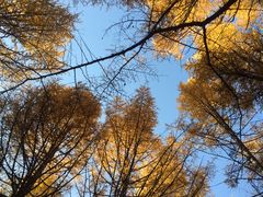 -塞罕坝国家级自然保护区