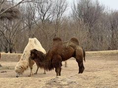 -北京野生动物园