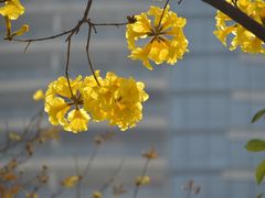 -洲头咀公园