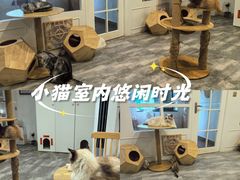 -楼上猫咖(罗湖店)