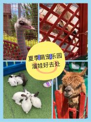 -萌宠亲子动物乐园(槐房万达店)