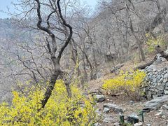 -北京鹫峰国家森林公园