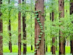 -黄海国家森林公园