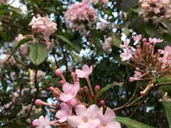 -墨尔本皇家植物园
